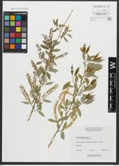 Foto von Salix amygdaloides Andersson